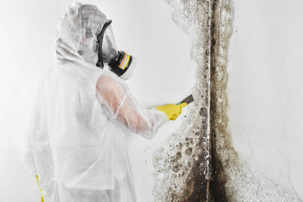 Best Biohazard Mold Removal  in Glencoe, FL